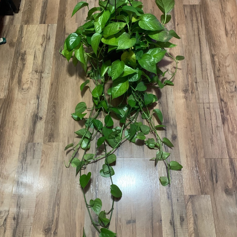 *rare* Jessenia pothos cuttings $10 each